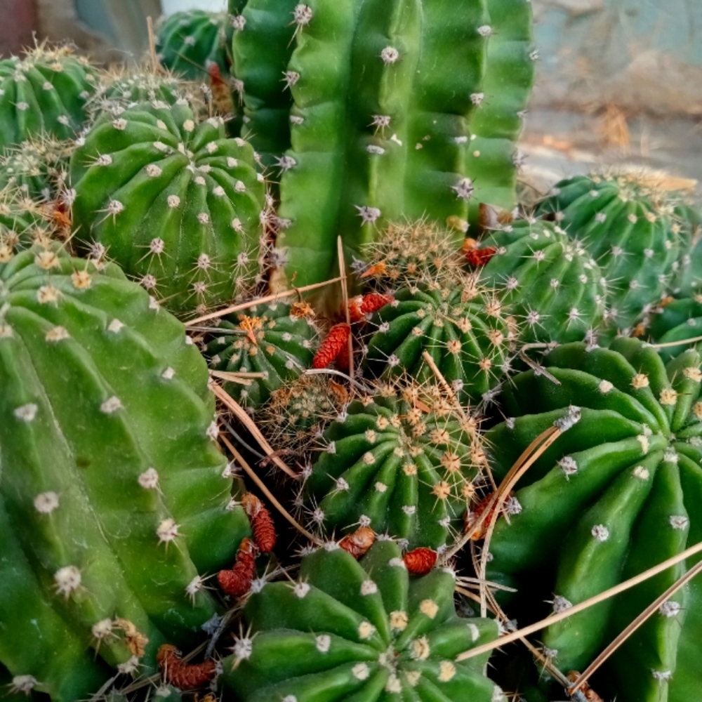 Cactus (3)